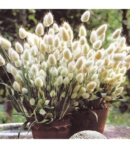 nasufarm様ご予約品　パンパスグラス苗【ホワイト】3点　ホワイトフェザー nasufarm様ご予約品 パンパスグラス苗【ホワイト】3点 ホワイト